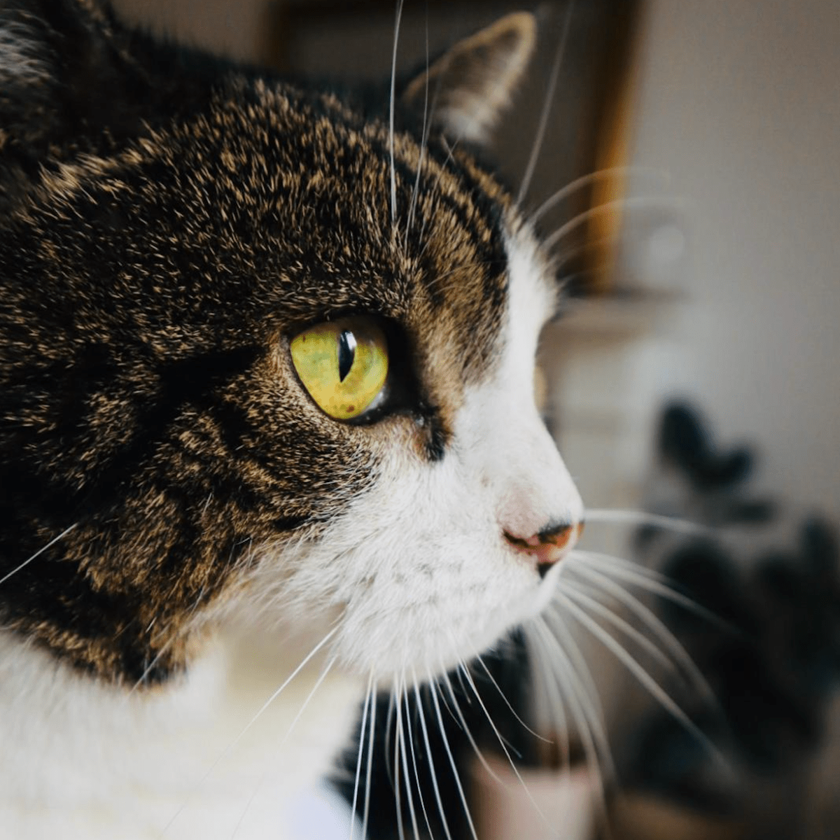 Thank You O: Our Animal&nbsp;Friends